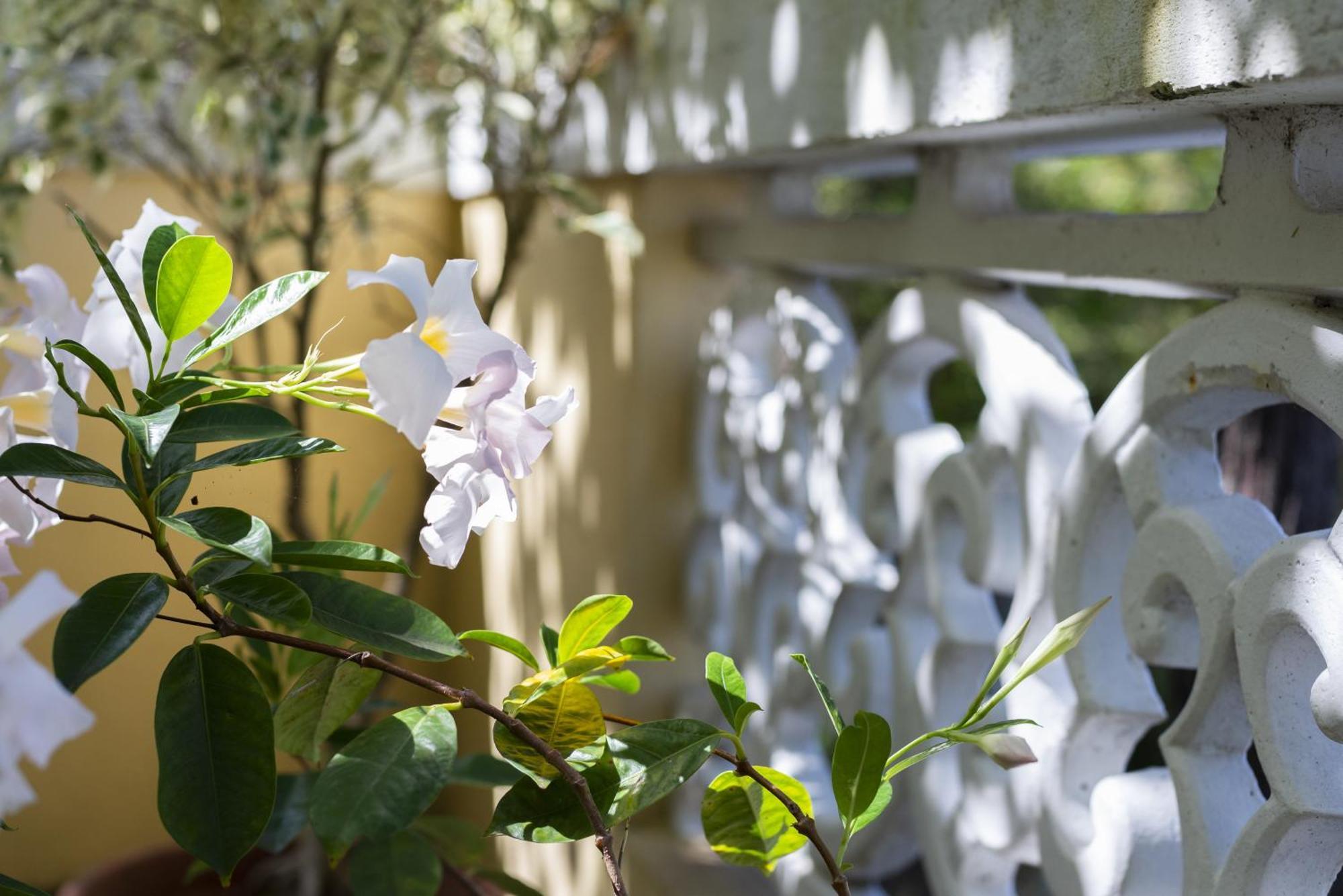 Quinta Das Hortensias Arco de São Jorge エクステリア 写真